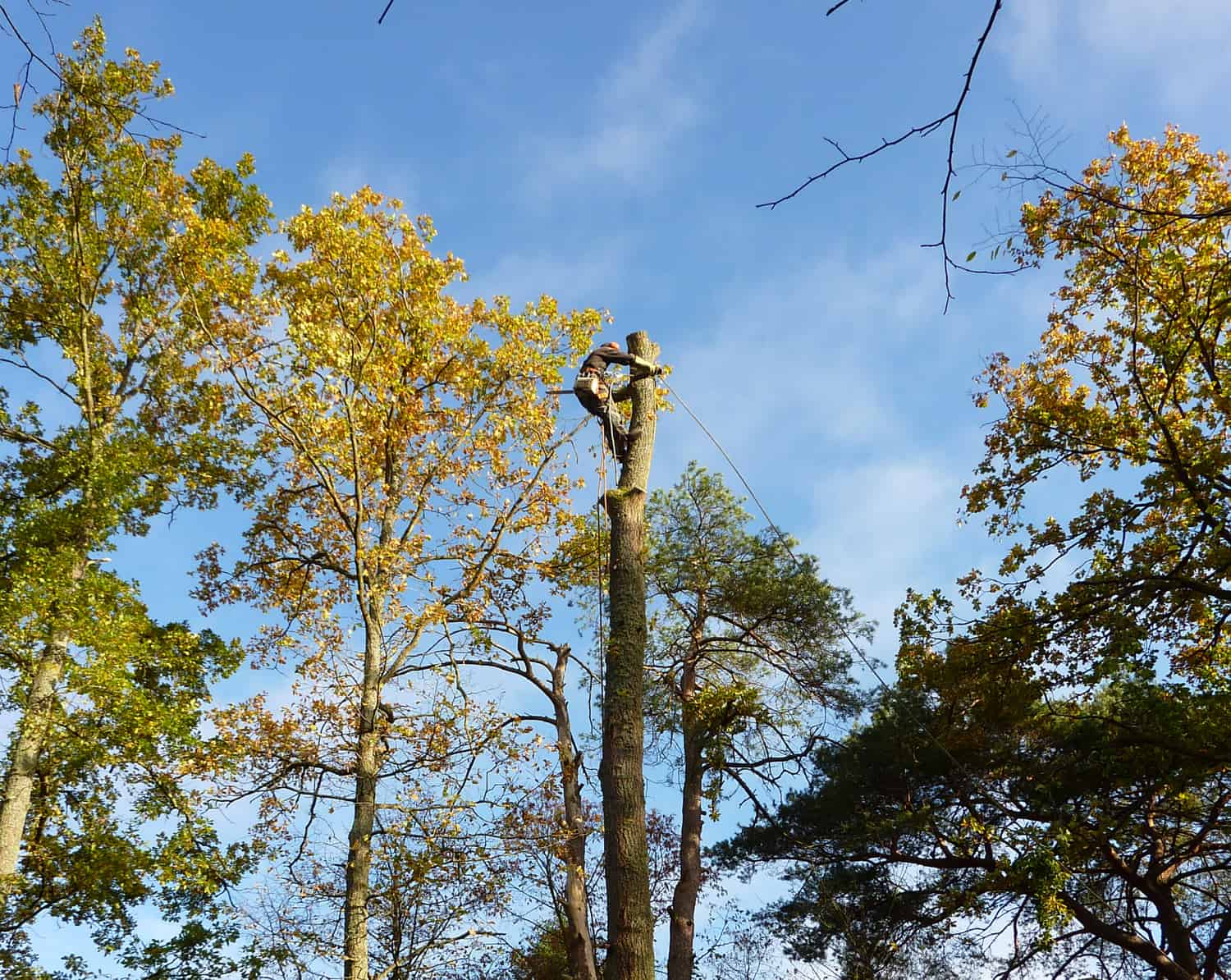 Elagage et abattage à Rambouillet, Yvelines (78)