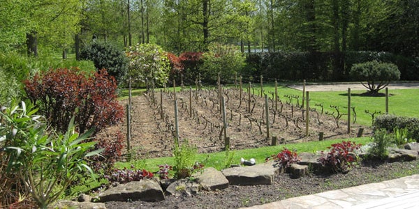 Création d'une vigne à Rambouillet, Yvelines