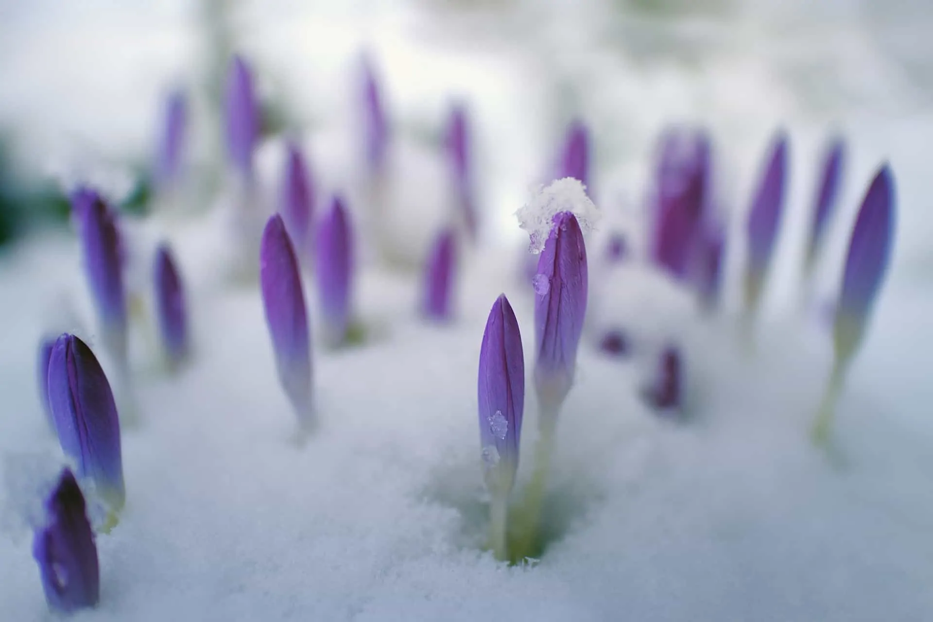 hiver