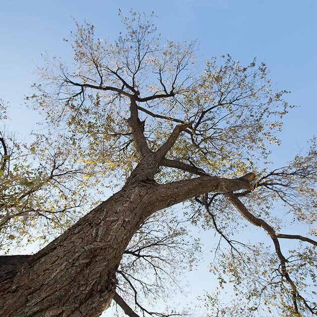 arbre elagage rambouillet